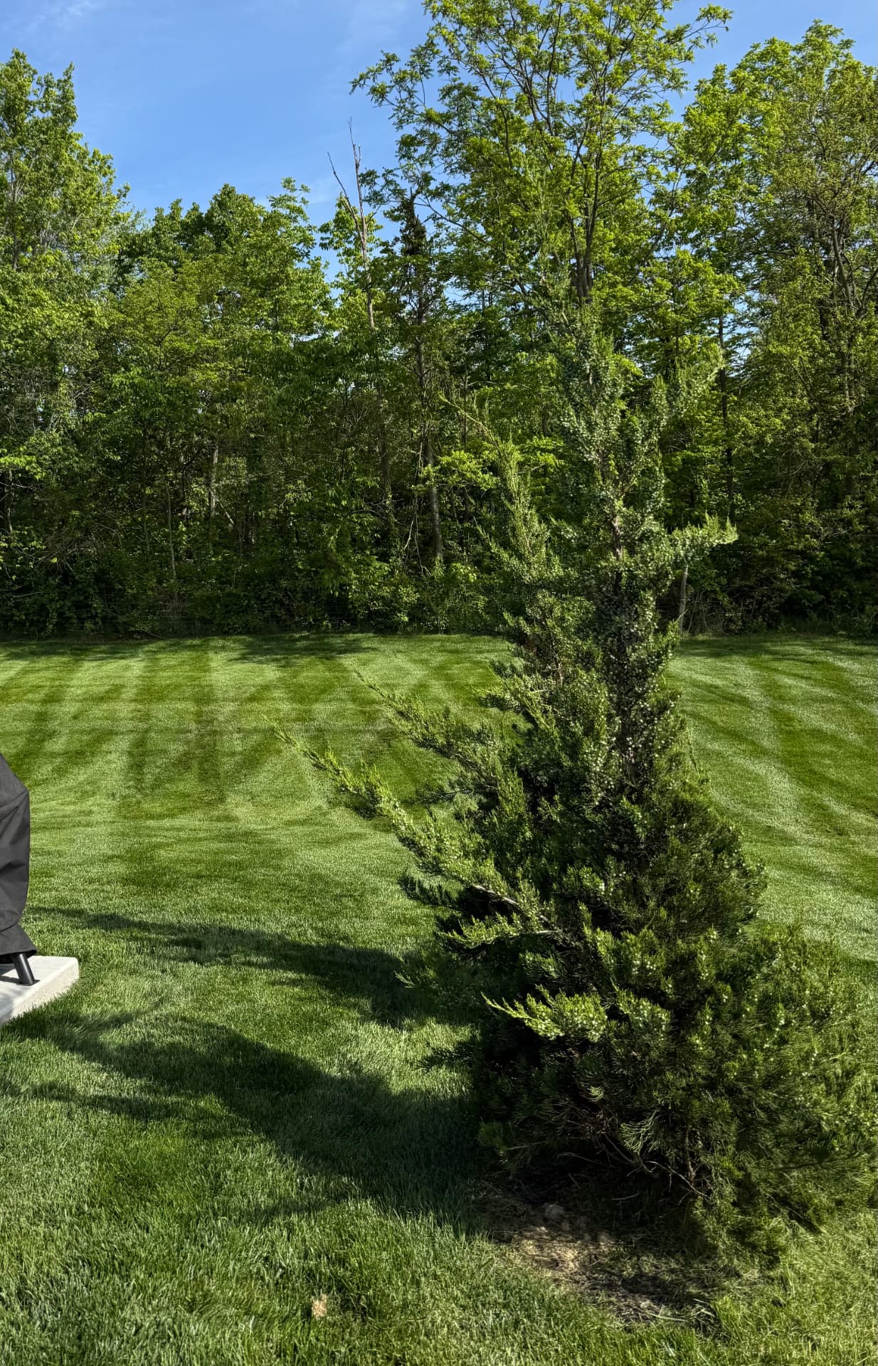 A green lawn surrounding an evergreen tree beside a wooded backyard