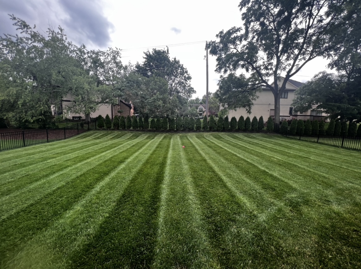 Thick green grass with crisp mowing stripes in a fenced backyard