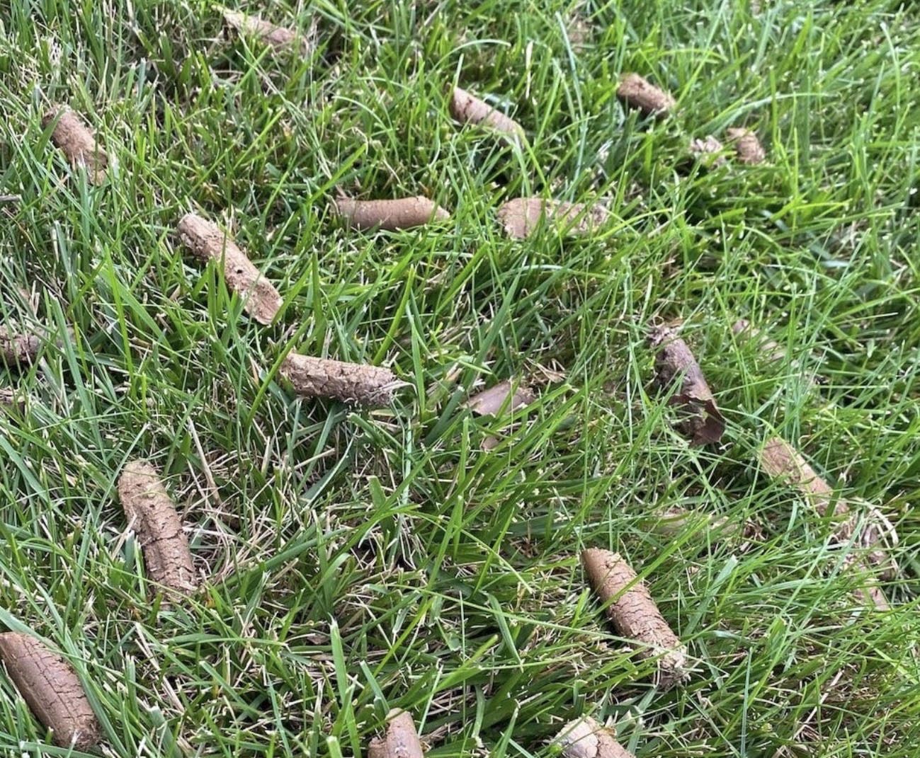 Cylindrical soil plugs scattered on green grass after core lawn aeration