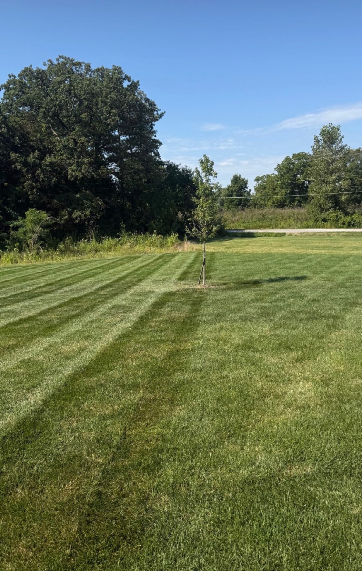 Fresh mowing stripes across a lawn bordered by trees